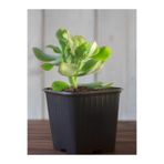 Serada Decor & Plant Mini Saksılı Yeşim Çiçeği (Crassula Ovata), 10-15 cm, Yeşil, Para Sukulenti