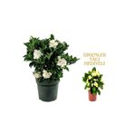 Serada Decor & Plant Mis Gardenya Çiçeği, 20-35cm, Saksılı, Beyaz