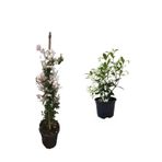 Serada Decor & Plant Mis Kokulu Ada Yasemini + Arap Yasemini Fidanı 2'li Bahçe Peyzaj Seti
