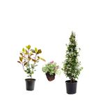 Serada Decor & Plant Mis Kokulu Arap Yasemini, Alev Çalısı Fidanı, Mezem Çiçeği 3'lü Set