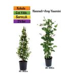 Serada Decor Plant Mis Kokulu Arap Yasemin+Kokulu Hanımeli Çiçeği Fidanı 2'li Bahçe Peyzaj Seti