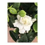 Serada Decor & Plant Mis Kokulu Gardenya Çiçeği, 25-35 cm Saksılı, Beyaz, İç Mekan Gardenia