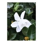 serada decor & plant Mis Kokulu Gardenya Çiçeği, 25-35 cm, Saksılı, Beyaz