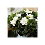 serada decor & plant Mis Kokulu Gardenya Çiçeği, 30-40 cm, Saksılı, Beyaz