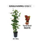 Serada Decor & Plant Mis Kokulu Hanımeli Çiçeği 1 Adet + Kırmızı Yeşil Yaprak Güzeli Hediye Peyzaj Seti, 50-70 cm