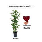 serada decor & plant Mis Kokulu Hanımeli Çiçeği, Kırmızı Bordo Yaprak Güzeli Hediye, Peyzaj Seti