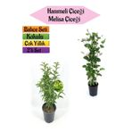 Serada Decor Plant Mis Kokulu Hanımeli Fidanı+Kokulu Melisa ÇIÇEĞI(40-80CM) 2 Adet Kokulu Bahçe Seti