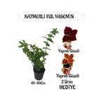 Serada Decor & Plant Mis Kokulu Katmerli Ful Yasemin, 40-60 cm, Yaprak Güzeli Çiçeği Hediyeli