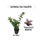 serada decor & plant Mis Kokulu Katmerli Ful Yasemin 40-60cm + Telgraf Çiçeği Hediyeli