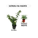 Serada Decor & Plant Mis Kokulu Katmerli Ful Yasemin 40-60cm + Tül Çiçeği Hediyeli