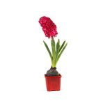 Serada Decor & Plant Mis Kokulu Kırmızı Sümbül Çiçeği, 10-20 cm, Bahçe Peyzaj Bitkisi