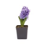 Serada Decor & Plant Mis Kokulu Koyu Mor Sümbül Çiçeği, 10-20 cm, Bahçe Peyzaj Bitkisi