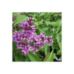 serada decor & plant Mis Kokulu Leylak Çiçeği Fidanı, 30-50 cm, Saksılı, Mor