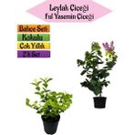 Serada Decor Plant Mis Kokulu Leylak Fidanı+Kokulu Ful Yasemin ÇIÇEĞI(40-80CM) 2 Adet Kokulu Bahçe Seti