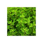 serada decor & plant Mis Kokulu Mercan Köşk Çiçeği Fidesi, 15-30 cm, Tüplü, Origanum Majorana