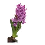 Serada Decor & Plant Mis Kokulu Mor Sümbül Çiçeği, 10-20 cm, Bahçe Peyzaj Bitkisi