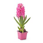 serada decor & plant Mis Kokulu Pembe Sümbül Çiçeği, 10-20 cm, Bahçe Peyzaj Bitkisi