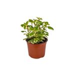 serada decor & plant Mis Kokulu Plectranthus Forsteri Çiçeği Saksılı, 10-20 cm, 1 Adet