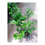 serada decor & plant Mis Kokulu Sarmaşık Ful Yasemin Çiçeği 30-60cm(Jasminum grandiflorum)