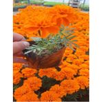 Serada Decor Plant Mis Kokulu Turuncu Renk Çıtır Kadife Çiçeği (5-20 Cm) 1 Adet Tüplü Dış Mekan Bitkisi