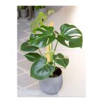 serada decor & plant Monstera Deliciosa Deve Tabanı, 30-50 cm, Küçük Boy