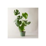 serada decor & plant Monstera Deliciosa Deve Tabanı Büyük Boy, 50-70 cm, Yeşil