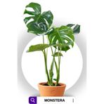 serada decor & plant Monstera - Deve Tabanı Bitkisi, 70-90 cm, Yeşil