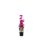 Serada Decor & Plant Mor Begonvil Çiçeği, 40-70 cm, Saksılı, İç/Dış Mekan Bitkisi