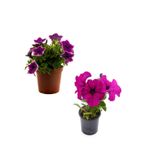 Serada Decor & Plant Mor Benekli Petunya + Pembe Petunya Çiçeği 2'li Bahçe Peyzaj Seti, 10-20 cm