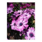 Serada Decor & Plant Mor Bodrum Papatyası Çiçeği, 20-30 cm, Saksılı