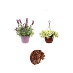 serada decor & plant Mor Lavanta, Sarı Petunya Çiçeği, Dekoratif Taş 3'lü Peyzaj Seti