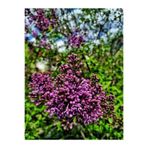 Serada Decor & Plant Mor Leylak Çiçeği Fidanı, 50-70 cm, 1 Adet, Tüplü Dış Mekan Bitkisi, Syringa Reticulata