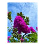 Serada Decor & Plant Mor Renkli Oya Çiçeği Fidanı, 40-85 cm, Saksılı, Lagerstroemia Indica