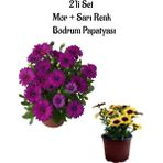 Serada Decor Plant Mor-Sarı Renk Bodrum Papatyası Bahar Çiçeği 2'li Set Saksılı Bahçe Bitkisi