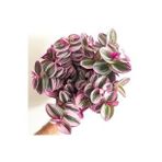 Serada Decor Plant Mor Telgraf Çiçeği Nanouk Zebrina Sukulent 5,5 Cm 1.kalite