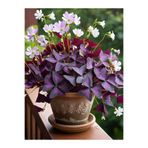 serada decor & plant Mor Uyku Çiçeği (Süs Yoncası) 20–30 cm Zarif Görünümlü Dekoratif Bitki