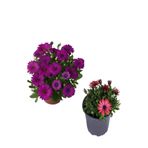 Serada Decor Plant Mor ve Kırmızı Renk 2 Adet Bodrum Papatyası Seti Bahar Bahçe Çiçeği