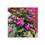 Serada Decor Plant Mor Yılbaşı Çiçeği Fidanı Saksılı