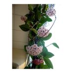 Serada Decor & Plant Mum Çiçeği (Hoya Carnosa) Askılı Saksıda, 20 cm Saksı Çapı