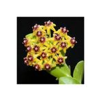 Serada Decor & Plant Mum Çiçeği Özel Renk, 1. Kalite, 15-20 cm