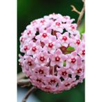 Serada Decor & Plant Mum Çiçeği Pembe 15-20 cm 1. Kalite