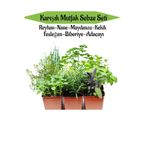 serada decor plant Mutfak Sebze Seti Reyhan Nane Kekik Fesleğen Biberiye Adaçayı Fidesi Toplam 6 Adet