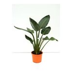 serada decor & plant Orta Boy Saksılı Starliçe Cennet Çiçeği, 15-30cm, Strelitzia