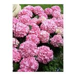 serada decor & plant Ortanca Çiçeği, Pembe Renk, Saksılı, 30-40 cm, Çok Dalli
