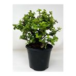 Serada Decor & Plant Para Yeşim Bitkisi, 15-30cm, Saksılı, Yeşil