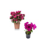 Serada Decor Plant Pembe AÇELYA(20-40CM)+PEMBE Petunya ÇIÇEĞI(10-20CM)+2LT Dekoratif Taş 3'lü Peyzaj Seti