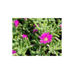 serada decor & plant Pembe Acem Halısı Çiçeği, 5-15 cm Tüplü, Drosanthemum Floribundum