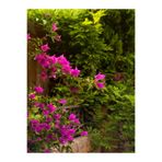 Serada Decor & Plant Pembe Begonvil Çiçeği, 30-45 cm, Saksılı