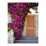 Serada Decor & Plant Pembe Begonvil Çiçeği Fidanı, 70-100 cm, Saksılı, Dış Mekan Bougainvillea