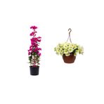 serada decor & plant Pembe Begonvil, Sarı Petunya Çiçeği, Dekoratif Taş 3'lü Peyzaj Seti